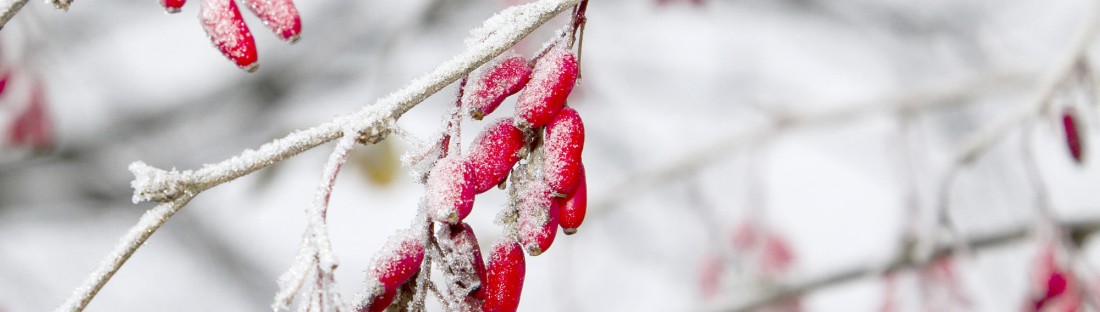 Gefrorene Beeren auf einem Baum im Winter