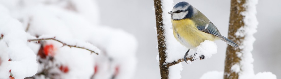 Vogel sitzt auf Baum im Winter
